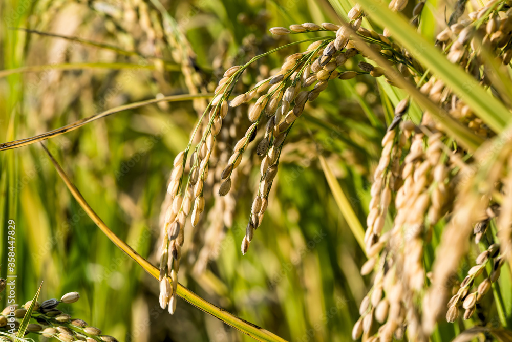 yellow rice ears ripening golden in autumn rice paddies. yellow rice ears ripening golden in autumn rice paddies.