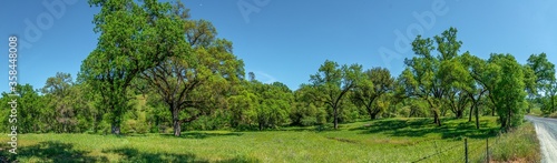 Foothills and Oak Trees-006