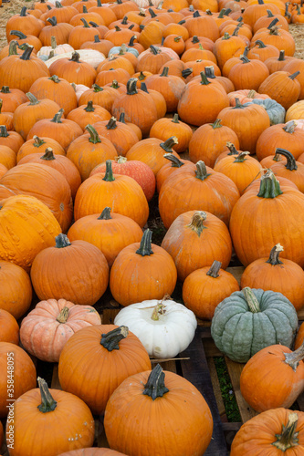 pumpkins on a farm