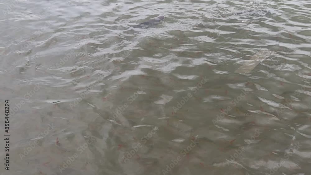 Group of pangasius fishes are fighting for eating food from feeding giver in the river closeup. Group of pangasius fishes are fighting for eating food from feeding giver in the river closeup.