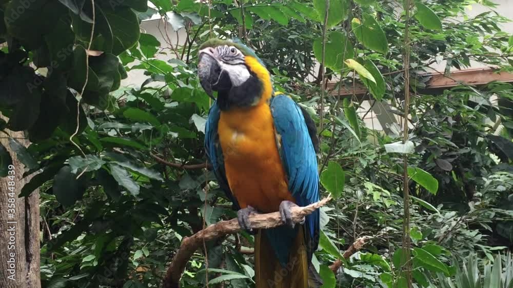 parrot blue and yellow gold macaw in tropical tree squarking friendly close up stock footage video parrot blue and yellow gold macaw in tropical tree squarking friendly close up stock footage video