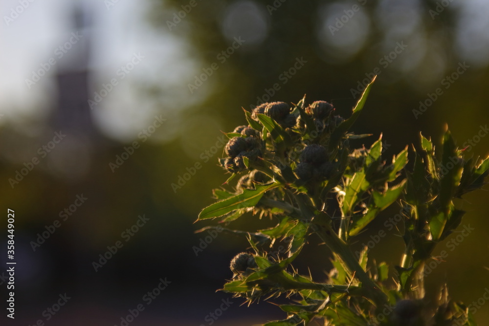 Fototapeta premium thorned plant with round flowers