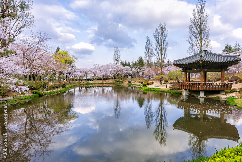 Cherry blossoms are in full bloom around the pond in Bomunjeong, Gyeongju, Korea.