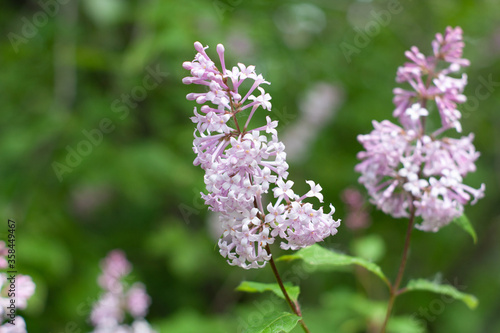 Lilac branches with blooming flowers.