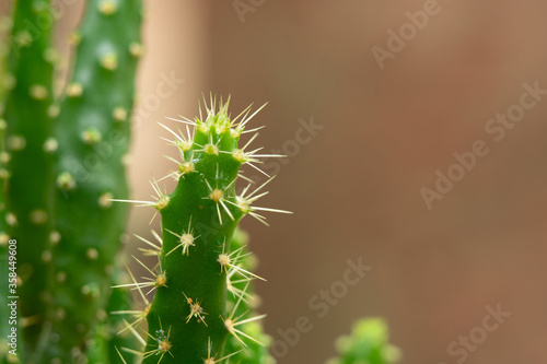 Close up fresh green cactus