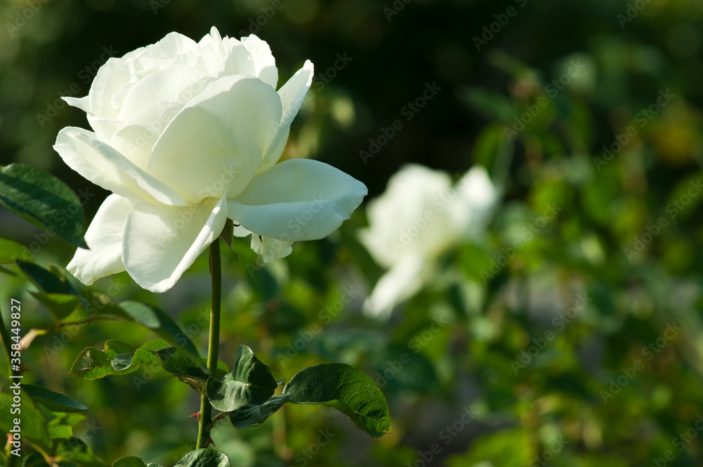 The name of this rose is The name of this rose is