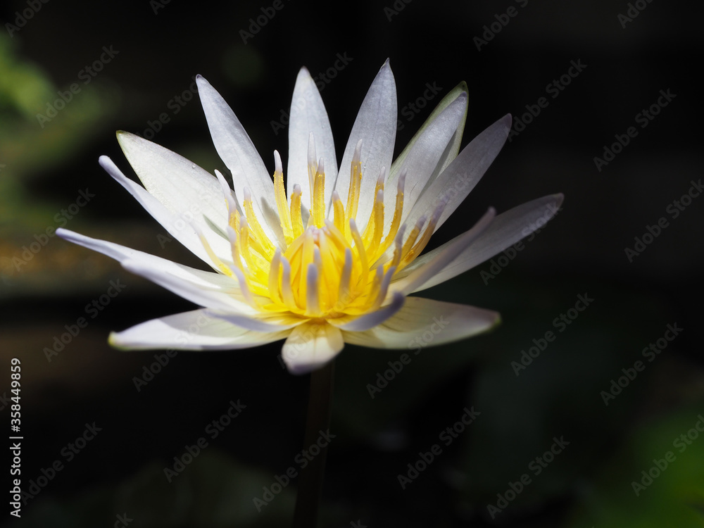 small lotus blooming in the dark small lotus blooming in the dark