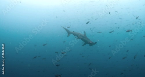 Single hammerhead shark moving slowly at Darwins Arch in Galapagos Islands. photo