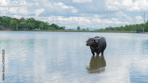 Black buffalo or water buffalo Water buffalo which generally lives in swampy areas which can still be found in Thailand