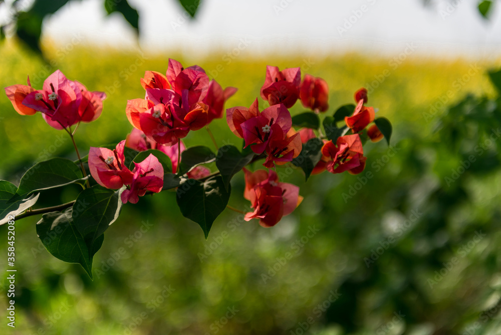 red flowers in the garden