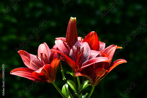 赤い百合 木漏れ日 光 揺らぎ ユリ 花イメージ素材 Stock Photo Adobe Stock
