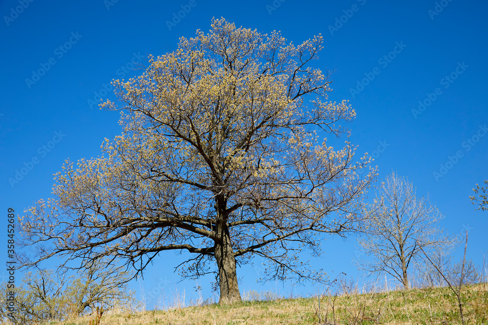 Beautiful spring tree on a hill before the leaves are full grown and the sky is a pretty blue color Beautiful spring tree on a hill before the leaves are full grown and the sky is a pretty blue color