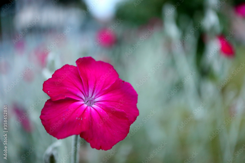 Red Campion (lychnis coronaria) is carmine red blooming in the garden in june Red Campion (lychnis coronaria) is carmine red blooming in the garden in june
