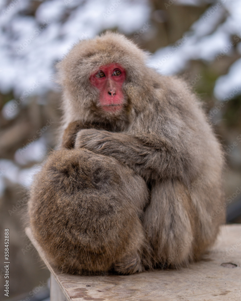 Naklejka premium Snow Monkey Jigokudani National Park in Japan.