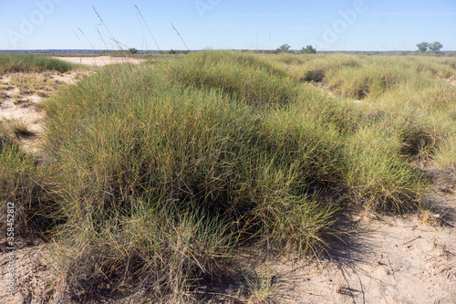 Prickly spinifex grass in outback Queensland