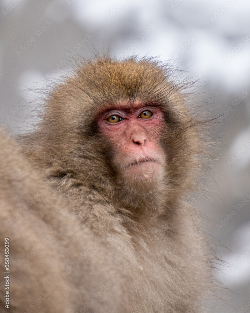 Snow Monkey Jigokudani National Park in Japan. Snow Monkey Jigokudani National Park in Japan.
