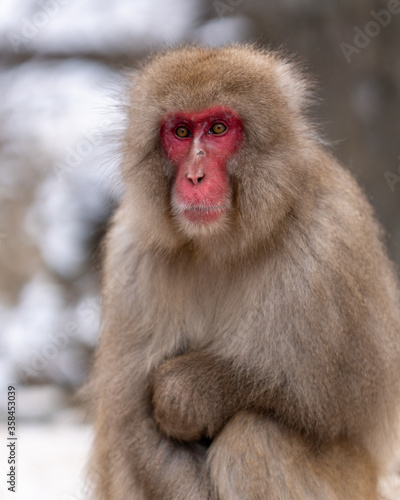 Snow Monkey Jigokudani National Park in Japan. © danmal25
