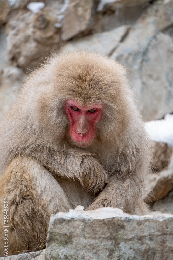 Naklejka premium Snow Monkey Jigokudani National Park in Japan.