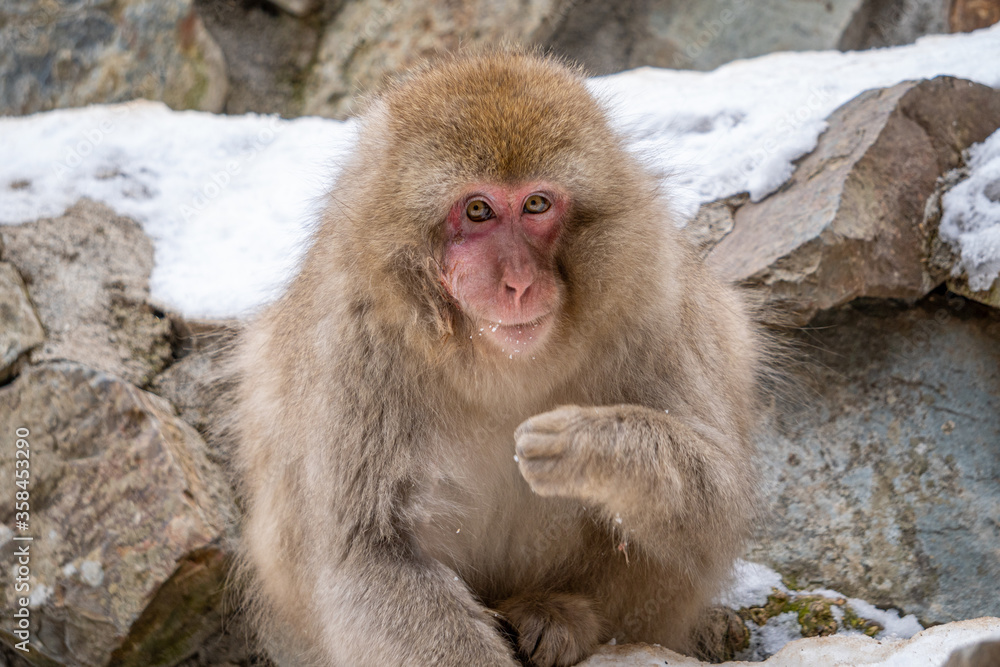 Snow Monkey Jigokudani National Park in Japan.