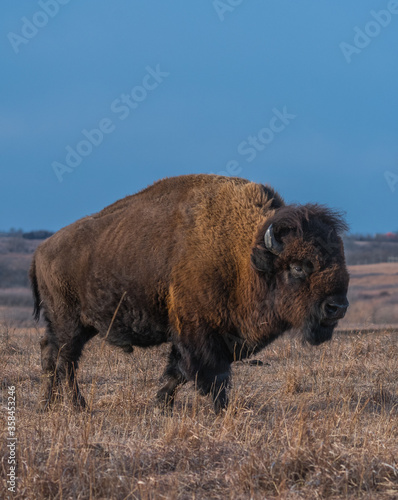 american bison © Jennifer