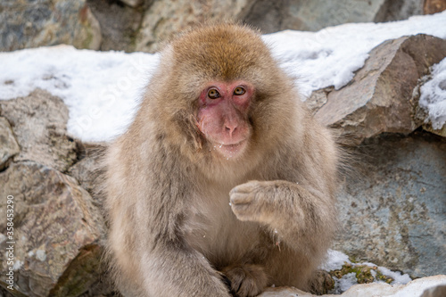 Snow Monkey Jigokudani National Park in Japan. © danmal25