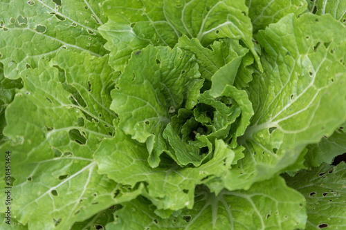 Leaves Sarepta mustard on a garden bed in a country house garden  closeup.