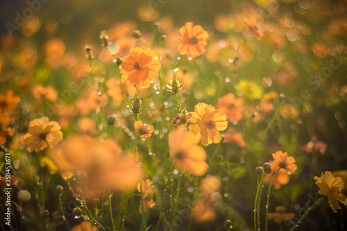Fototapeta Naklejka Na Ścianę i Meble -  yellow cosmos flowers field background