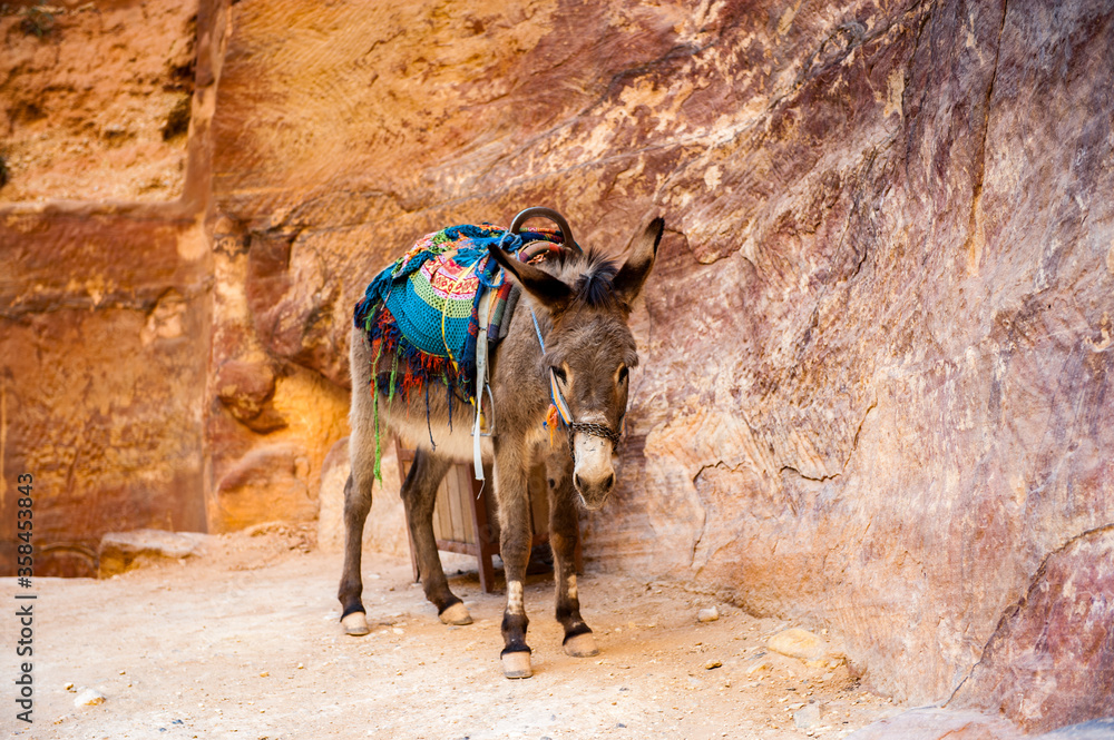It's Little donkey in Petra, Jordan