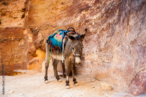 Obraz na płótnie It's Little donkey in Petra, Jordan w salonie