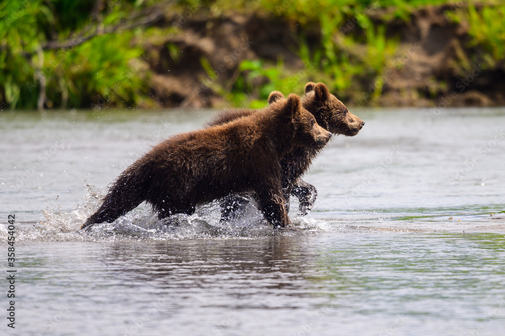 Ruling the landscape, brown bears of Kamchatka (Ursus arctos beringianus) Ruling the landscape, brown bears of Kamchatka (Ursus arctos beringianus)