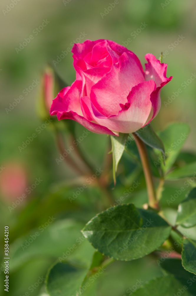 The name of this rose is The name of this rose is