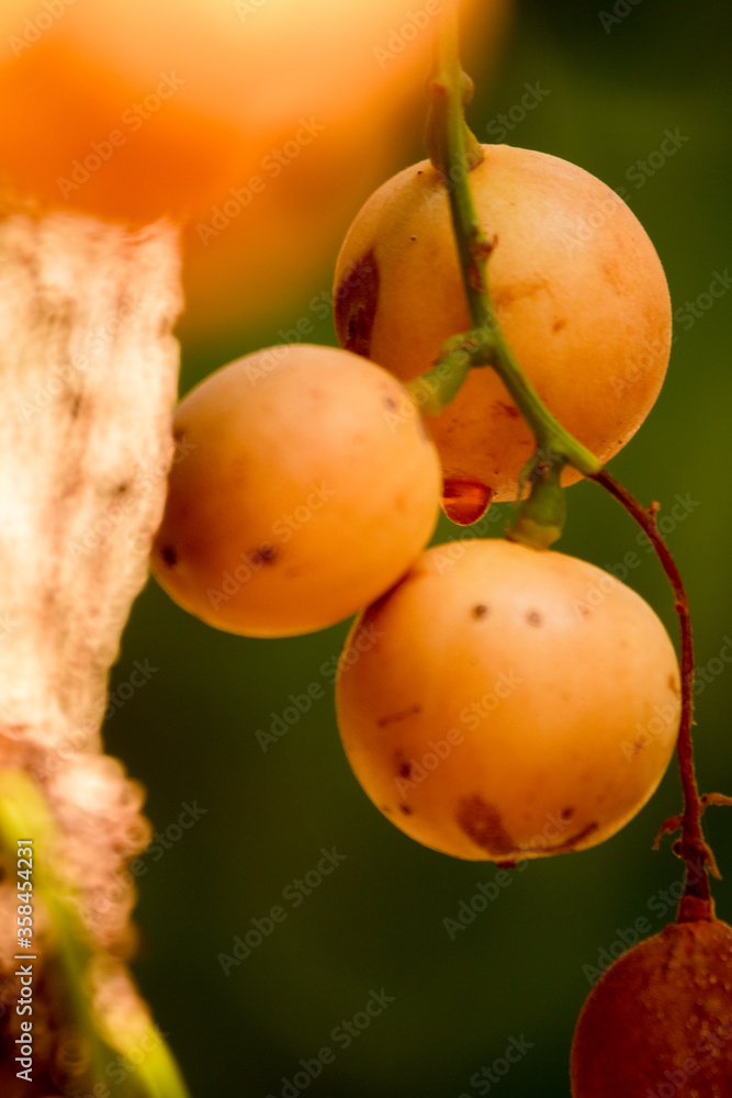 bunch of wild rambeh fruit macro bunch of wild rambeh fruit macro
