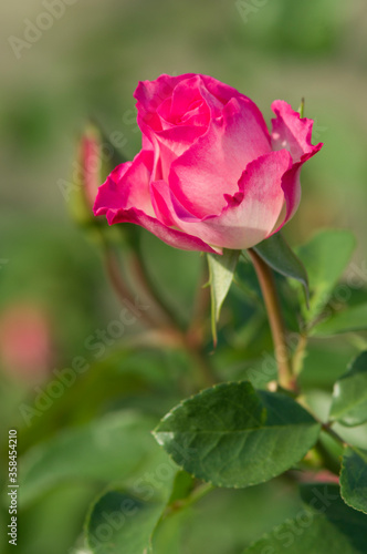 Wallpaper Mural The name of this rose is "Bordure Rose". Torontodigital.ca