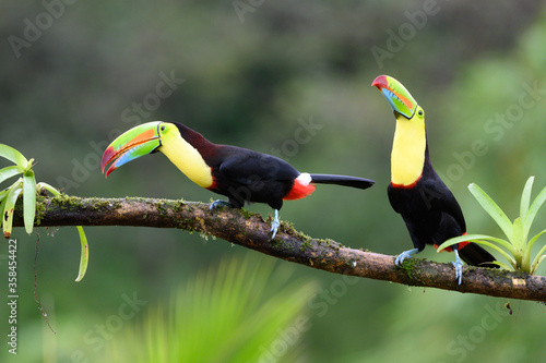 Ramphastos sulfuratus, Keel-billed toucan The bird is perched on the branch in nice wildlife natural environment of Costa Rica © vaclav