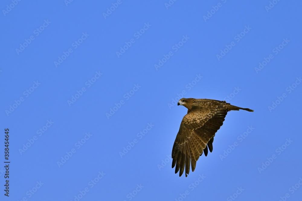 Obraz premium 青空バックに優雅に飛ぶトビ