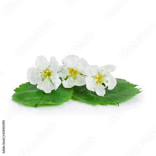 Flowers and leaves of hawthorn (Crataegus), quickthorn, thornapple, May-tree, whitethorn or hawberry isolated on a white background.