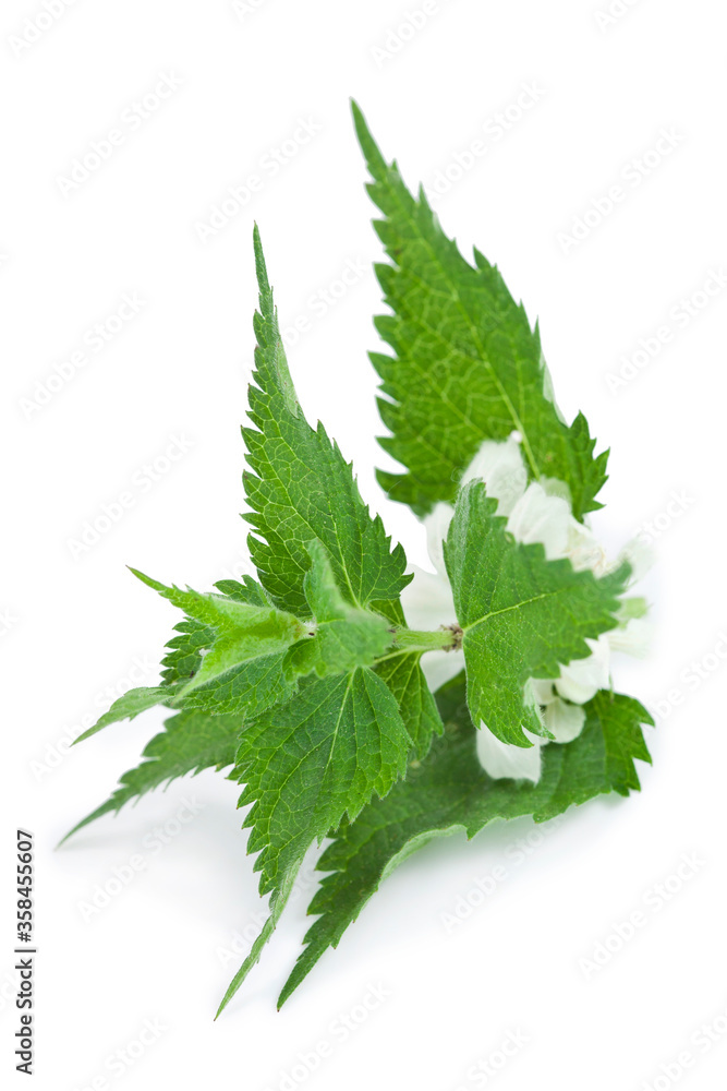 White nettle or white dead-nettle, deadnettle (Lamium album). Isolated on a white background. White nettle or white dead-nettle, deadnettle (Lamium album). Isolated on a white background.