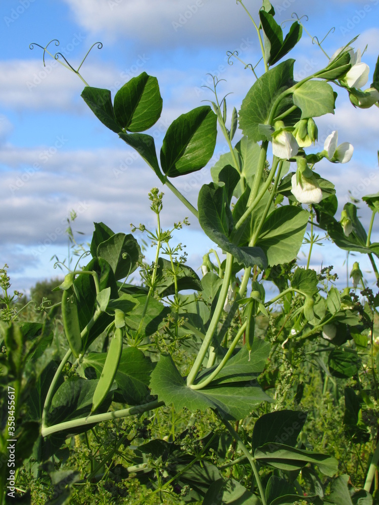 Obraz premium Russian nature (43)