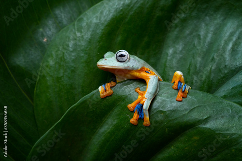 Flying frog on sitting on green leaves