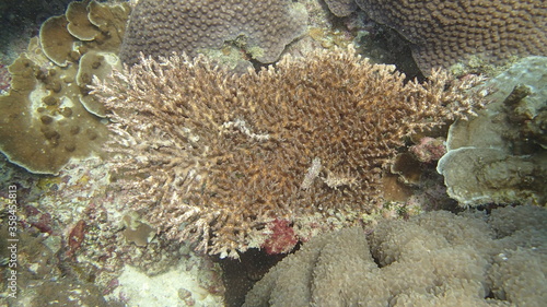Coral found at coral reef area at Tioman island, Malaysia
