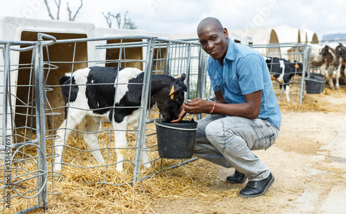 Smiling male farmer with bucket taking care young cattle  at the cow farm