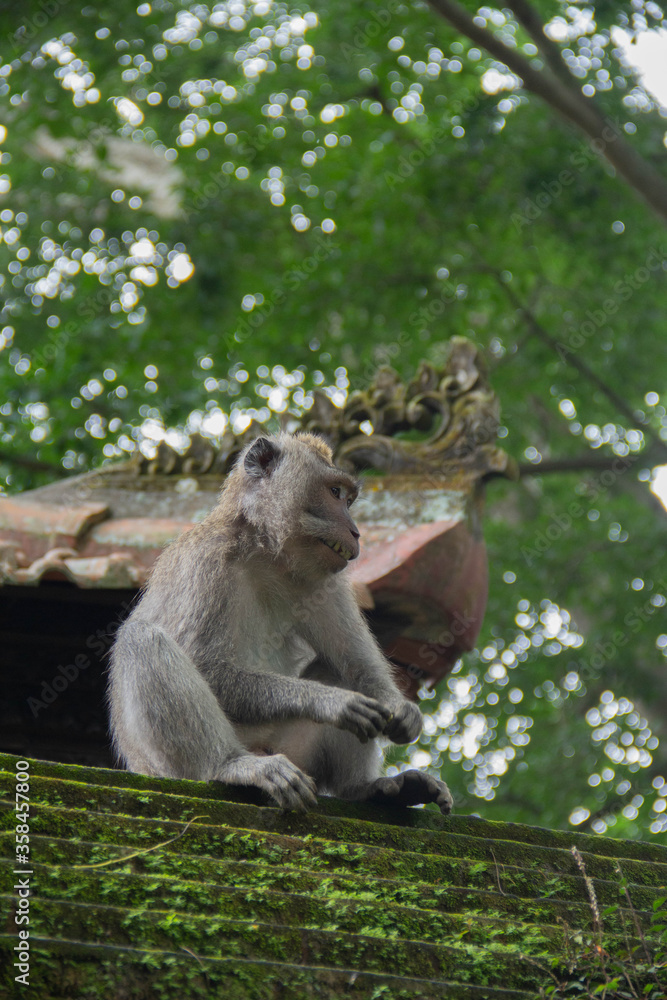 Monkey sitting on the roof in Sacred Monkey Forest in Ubud, Bali, Indonesia. August 6, 2018 Monkey sitting on the roof in Sacred Monkey Forest in Ubud, Bali, Indonesia. August 6, 2018
