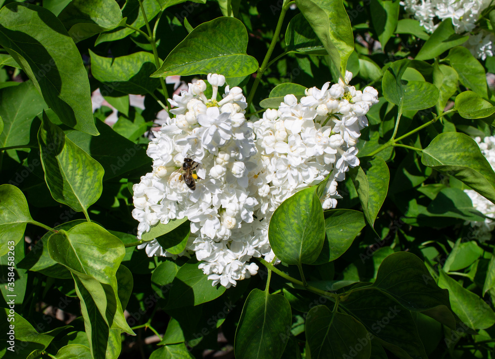 white lilac blooms in spring in the garden white lilac blooms in spring in the garden