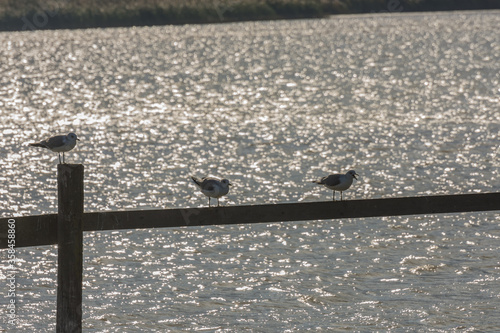 three birds on a jetty at a lake