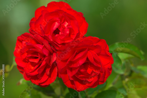 Photos The name of these roses is Trumpeter.