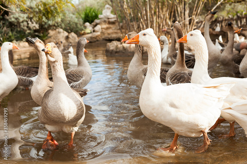 Domestic geese on pond