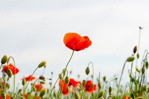 red poppy flowers on the green plain on a beautiful summer day