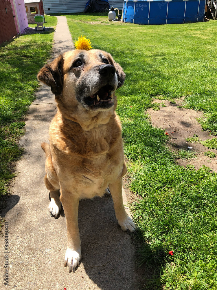 Dog with sunflower Dog with sunflower