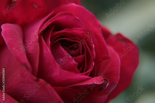 red rose close up