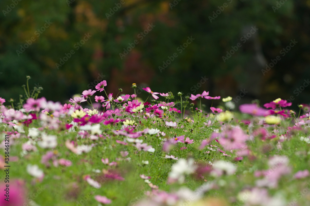 Fototapeta premium This is the Cosmos Garden.